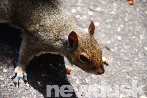 squirrel